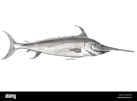Broadbill Swordfish (Xiphias gladius) .